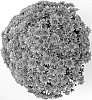 Chrysanthemem%20x%20morifolium%20%27Magnus%20Violet%27