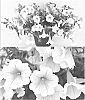 Petunia%20x%20hybrida%20%27Sunsurf%20Kuritora%27
