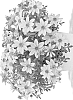 Bidens%20ferulifolia%20%27Duebigontra%27