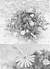 Brachyscome%20x%20hybrida%20%27Bonbra0749%27
