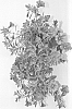 Calibrachoa%20sp.%20%27CCZLA02-0%27