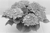 Hydrangea%20plant%20named%20%27Horwack%27