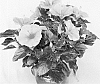 Hibiscus%20rosa-sinensis%20%27Nassau%20Wind%27