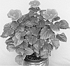 Hibiscus%20rosa-sinensis%20%27San%20Andres%20Wind%27