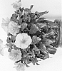 Hibiscus%20rosa-sinensis%20%27Samoa%20Wind%27