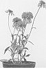 Echinacea%20purpurea%20%27Summer%20Salsa%27