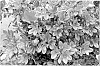 Azalea%20plant%20named%20%27MNIHAR021%27