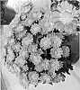 Chrysanthemum%20x%20morifolium%20%27CIDZ0021%27