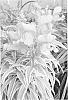 Antirrhinum%20majus%20%27Snap%20Daddy%20Pink%27