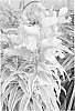 Antirrhinum%20majus%20%27Snap%20Daddy%20Pink%27