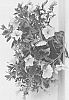 Calibrachoa%20sp.%20%27CCZYE01-1%27