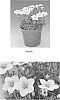 Saxifraga%20x%20arendsii%20%27SAXZ0004%27