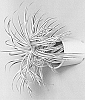 Dracaena%20reflexa%20%27IDEA1010%27