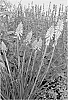 Kniphofia%20spp.%20%27Lemon%20Popsicle%27