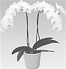 Phalaenopsis%20orchid%20plant%20named%20%27Wildcat%27