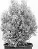 Thuja%20occidentalis%20%27Golden%20Anne%27
