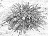Buddleja%20hybrid%20%27Lilac%20Chip%27