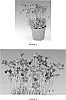 Saxifraga%20x%20arendsii%20%27SAXZ0006%27