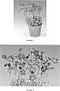 Saxifraga%20x%20arendsii%20%27SAXZ0006%27