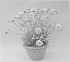 Dianthus%20x%20hybrida%20%27WP10%20XAV04%27