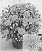Chrysanthemum%20x%20morifolium%20%27CIFZ0020%27