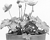 Anemone%20x%20hybrida%20%27PKAN%27