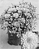 Chrysanthemum%20x%20morifolium%20%27CIFZ0021%27