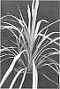 Cordyline%20australis%20%27Cha%20Cha%27