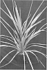 Cordyline%20australis%20%27Can%20Can%27