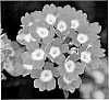Verbena%20x%20hybrida%20%27KLEVP11419%27
