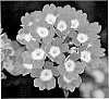 Verbena%20x%20hybrida%20%27KLEVP11419%27