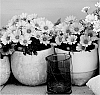 Osteospermum%20ecklonis%20Norl.%20%27KLEOE11189%27