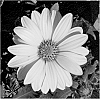 Osteospermum%20ecklonis%20Norl.%20%27KLEOE11187%27