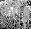 Kniphofia%20spp.%20%27Redhot%20Popsicle%27