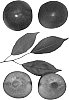 Interspecific%20Prunus%20species%20%27Bella%20Kat%27