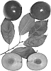 Interspecific%20Prunus%20species%20%27Autumn%20Fantasy%27