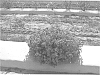 Lantana%20camara%20L.%20%28Lantana%20strigocamara%20R.W.%20Sanders%29%20%27UF-T4%27
