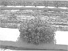 Lantana%20camara%20L.%20%28Lantana%20strigocamara%20R.W.%20Sanders%29%20%27UF-T4%27