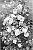 Clematis%20hybrida%20%27Diamond%20Ball%27