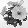 Hibiscus%20rosa-sinensis%20%27Adonis%20Salmon%27