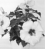 Hibiscus%20rosa-sinensis%20%27Adonis%20Pearl%27