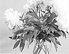 Paeonia%20lactiflora%20%27HR%2001%27