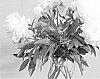 Paeonia%20lactiflora%20%27HR%2001%27