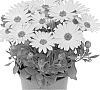 Osteospermum%20ecklonis%20%27Duetigo%27