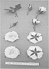 Rosa%20hybrida%20%27PACninetyeight%27