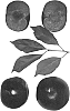 Interspecific%20Prunus%20species%20%27Ebony%20Rose%27