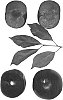 Interspecific%20Prunus%20species%20%27Ebony%20Rose%27