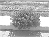 Lantana%20camara%20L.%20%27UF-T3%27