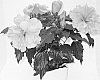 Hibiscus%20rosa-sinensis%20%27Laluna%27