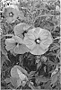 Hibiscus%20hybrid%20%28L.%29%20%27Berrylicious%27